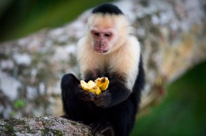 Monkey looking at banana